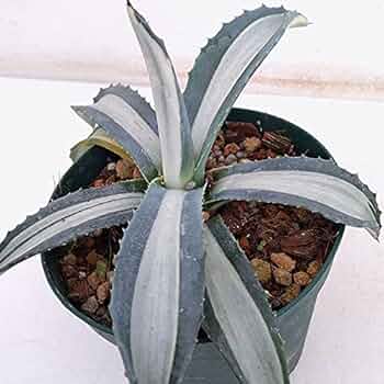 【約40センチ/特選株】　メディオピクタアルバ　華厳　アメリカーナ　トランカータ 植物販売】兵庫県宝塚市㈱陽春園植物場ネット通販 アガベ